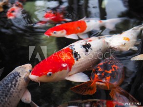 Bild på The beautiful koi fish in pond in the garden